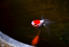 桶の中を泳ぐ金魚を撮影した写真素材。赤と白の斑点模様がとっても綺麗です。