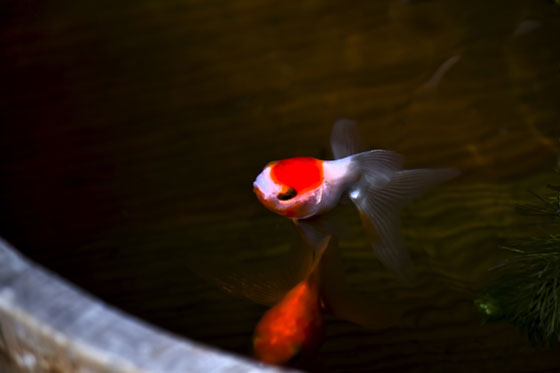 桶の中を泳ぐ金魚を撮影した写真素材。赤と白の斑点模様がとっても綺麗です。