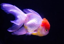 金魚の一種、ランチュウを撮影したフリー写真。青白く輝いたような光のあてかたが綺麗。