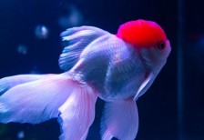 丹頂という種類の金魚を撮影した写真素材。額の赤い部分が特徴的で綺麗。