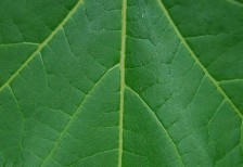 free-texture-leaf-37ebaa3681