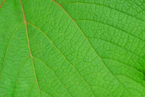 網目状に広がる葉脈までくっきりと鮮明に撮影した広葉樹の葉のテクスチャー画像