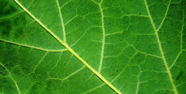 植物の葉をアップで撮影したフリーテクスチャー。太い葉脈が鮮明に映し出されていて力強い雰囲気。