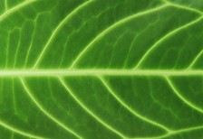 深いグリーンが綺麗な植物の葉のテクスチャー画像。エコなデザインに。