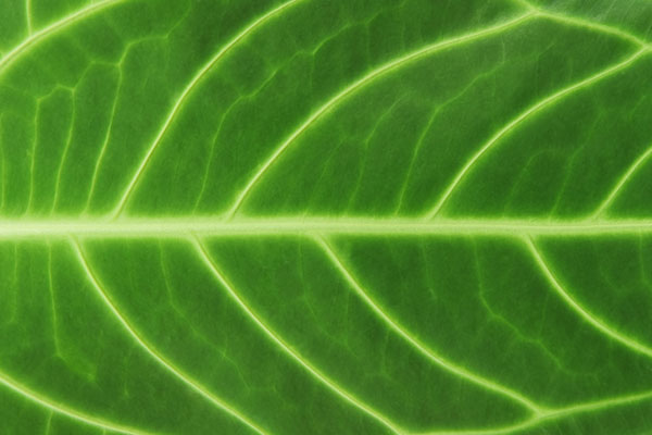 深いグリーンが綺麗な植物の葉のテクスチャー画像。エコなデザインに。