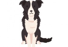 free-illustration-dog-border-collie