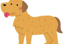 free-illustration-dog-golden-retriever