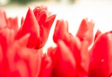 チューリップの花の写真素材。鮮やかな赤と前ボケが綺麗な一枚。