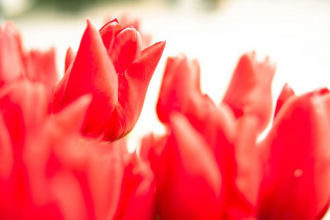 フリー素材 チューリップの花の写真素材 鮮やかな赤と前ボケが綺麗な一枚