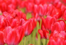 チューリップのお花畑を縦の構図で撮影した写真素材。鮮やかなコントラストが綺麗。
