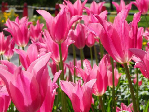 たくさん咲いたチューリップの花を撮影した写真素材。鮮やかなピンクが綺麗で元気な雰囲気。