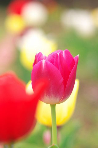 チューリップの花をアップで撮影した写真素材。前ボケ・後ろボケが綺麗。