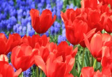 チューリップの品種「テディコレク」の花を撮影した写真素材。燃えるような鮮やかな赤が綺麗。