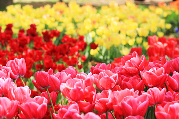 チューリップのお花畑を撮影した写真素材。赤・ピンク・黄色の三色が綺麗。