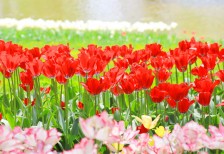 チューリップのお花畑を撮影した写真素材。鮮やかな色合いが生き生きとした雰囲気。