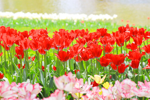 チューリップのお花畑を撮影した写真素材。鮮やかな色合いが生き生きとした雰囲気。