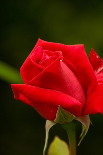 フリー素材 露のしたたる真っ赤なバラの花を撮影した綺麗な写真素材
