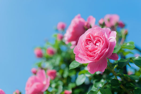 爽やかな青空をバックに薔薇の花を撮影した綺麗な写真素材