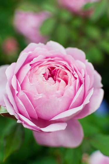 バラの品種アラン・ティッチマーシュの花を撮影した写真素材