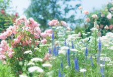 バラの咲く庭を撮影した写真素材。淡くカラフルな色合いがとっても綺麗。