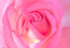 バラの中心の渦巻く部分をマクロ撮影した写真素材。繊細で綺麗な雰囲気。