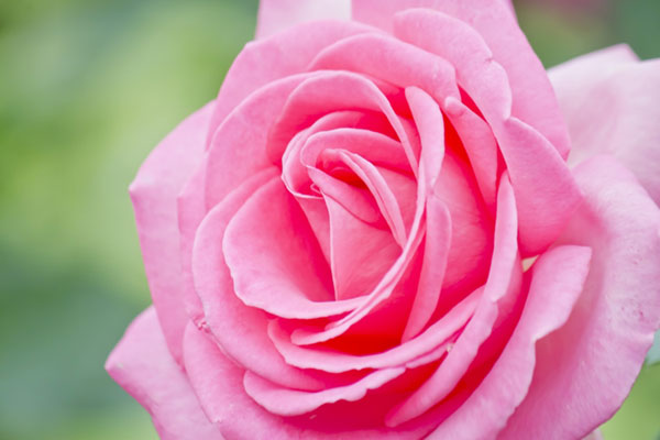 エスメラルダのバラの花をマクロ撮影した写真素材。繊細に折り重なった花びらが綺麗。