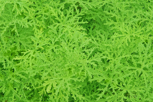明るい緑色の草を撮影した写真のテクスチャー素材。色合いが綺麗で生き生きとした雰囲気。