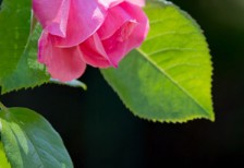 ピンクの薔薇を縦の構図で撮影した写真。背景の黒がバラの色を引き立てていて綺麗。