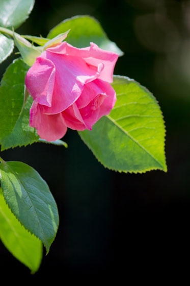 ピンクの薔薇を縦の構図で撮影した写真。背景の黒がバラの色を引き立てていて綺麗。