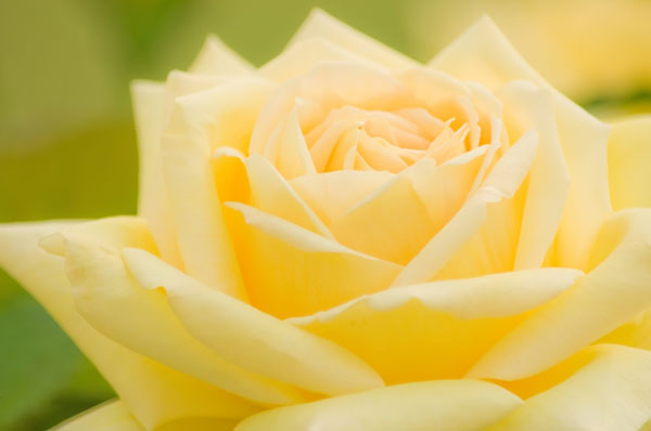無料素材 黄色いバラの花をマクロ撮影した写真 花びらの柔らかいカーブや淡い色合いが綺麗