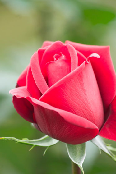 ドイツの薔薇の品種コンラッドヘンケルの花を撮影した写真素材