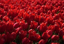真っ赤なチューリップの花が咲き乱れた花畑を撮影した写真素材