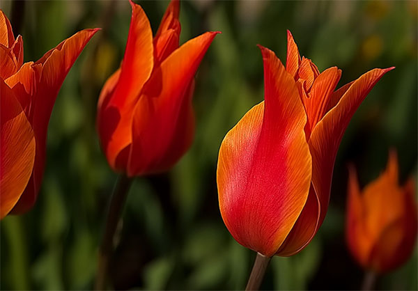鮮やかなオレンジ色に染まったチューリップの花を撮影した綺麗な写真素材