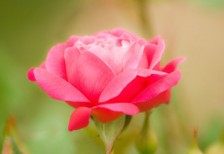 鮮やかなピンクが美しいバラの花を撮影した写真素材。折り重なった花びらの一枚一枚まで鮮明。