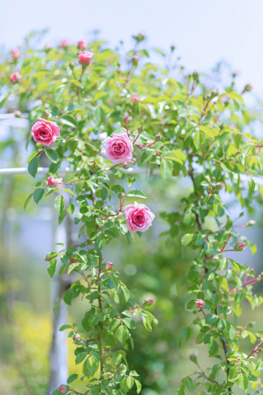 庭に咲き始めた薔薇の花の写真素材。青・緑・ピンクの淡い色合いがガーリーな雰囲気で綺麗。