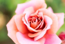 鮮やかなピンクに染まったバラをマクロ撮影した高画質写真素材