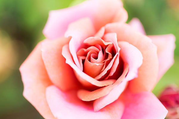 鮮やかなピンクに染まったバラをマクロ撮影した高画質写真素材