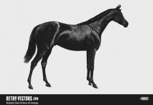 艶の良い毛並みの黒い馬をリアルに描いたベクターイラスト