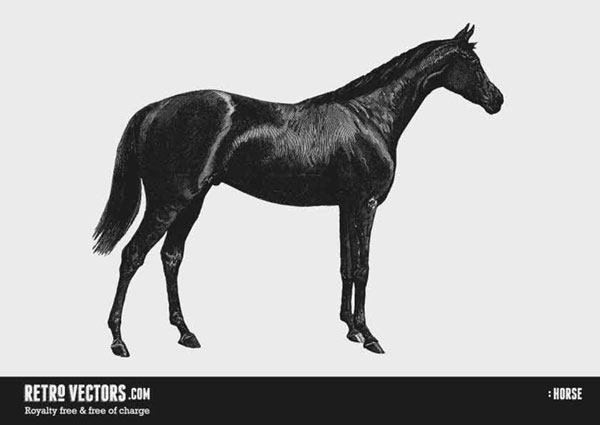 フリー素材 艶の良い毛並みの黒い馬をリアルに描いたベクターイラスト