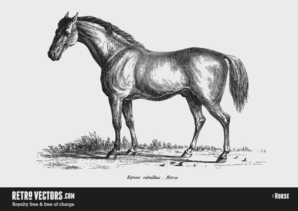 手描きスケッチ風にリアルな馬を描いたベクターイラスト