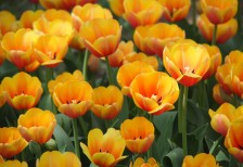 チューリップ畑を撮影した写真素材。鮮やかなオレンジ色のお椀型の花びらが可愛らしい雰囲気。
