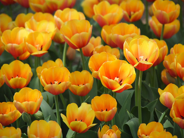 フリー素材 チューリップ畑を撮影した写真素材 鮮やかなオレンジ色のお椀型の花びらが可愛らしい雰囲気