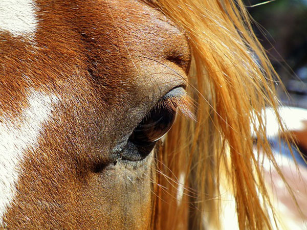 馬の瞳をアップで鮮明に撮影した写真素材。優しい雰囲気。