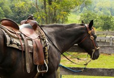 立派な鞍を乗せた馬の写真。たくましい筋肉や鞍の重厚感がクール。