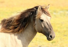 free-photo-horse-197199-pixabay