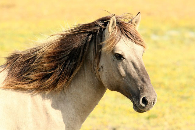 鬣をなびかせた馬の顔をアップで撮影した写真素材。優しい表情が爽やかで綺麗。
