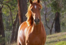 茶色い馬を正面から撮影した高画質な写真素材。背景と手前のボケが綺麗。