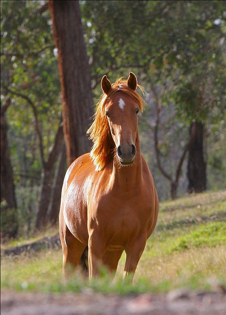 茶色い馬を正面から撮影した高画質な写真素材。背景と手前のボケが綺麗。