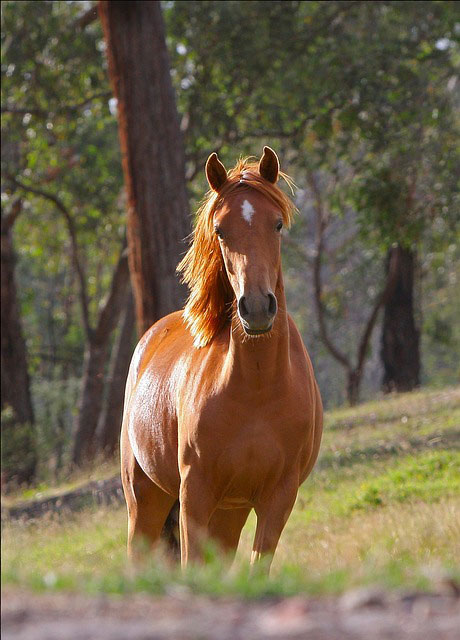 無料素材 茶色い馬と白い馬の二匹を撮影した写真素材 穏やかで優しい雰囲気