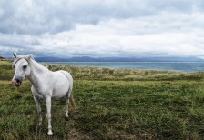 草原に佇んだ白馬を撮影した写真素材。神秘的で綺麗な雰囲気。